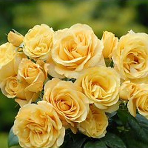 Rosa  Lara™ - žlutá - Stromkové růže s květmi čajohybridů - stromková růže s rovnými stonky v koruně
